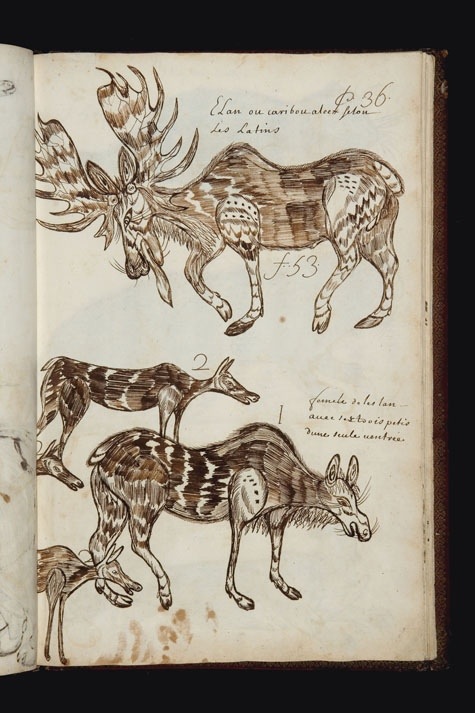 Page du carnet de Louis Nicolas, qu’il consigna lors de son séjour en Nouvelle France de 1664 à 1675.