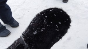 Mitaine en fourrure recyclée