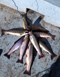 Une excellente pêche d'ombles de fontaine à la Pourvoirie Waban-Aki