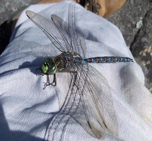 Cette belle dame des bois est venue gober un frappe-à-bord qui m'agressait